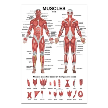 Анатомический Плакат с изображение на мускулната система, Диаграма на анатомията на мускулите отпред /Отзад, 19,69x27,56 инча за Болничен фитнес зала
