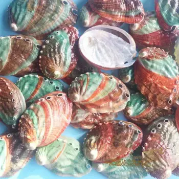 Естествени мивки морски охлюв декоративен домашен проба подови стена винт черупки коралови морска звезда украси пейзажа