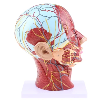 Човешката Анатомическая Половината за изследвания Анатомия на главата Лице Здравно Средната Сечение на мозъка Врата