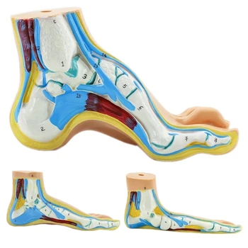 Модел на човешката Крака Мускулите на Стъпалото Нормално Стъпало Плоскостъпие Модел Извита Крака Анатомическая Модел на мускулите на Стъпалото Модел на Обучение Медицина