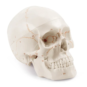 Анатомическая модел на човешкия череп, състояща се от 3 части, пронумерованная, в реален размер